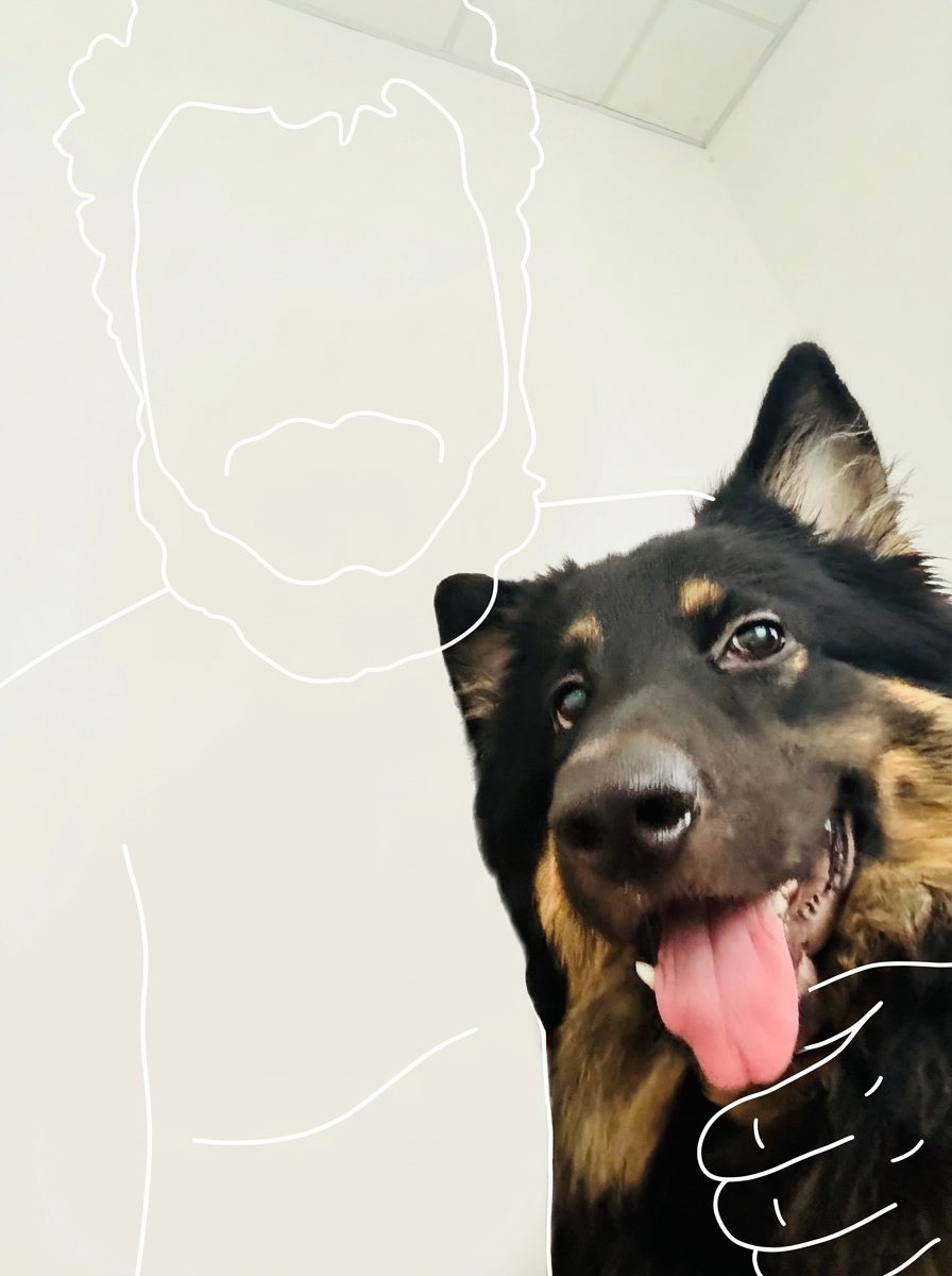 Noah, a German Shepherd, smiling with his tongue out